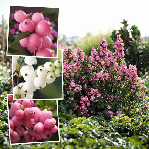 Snowberry 'Magical' Collection