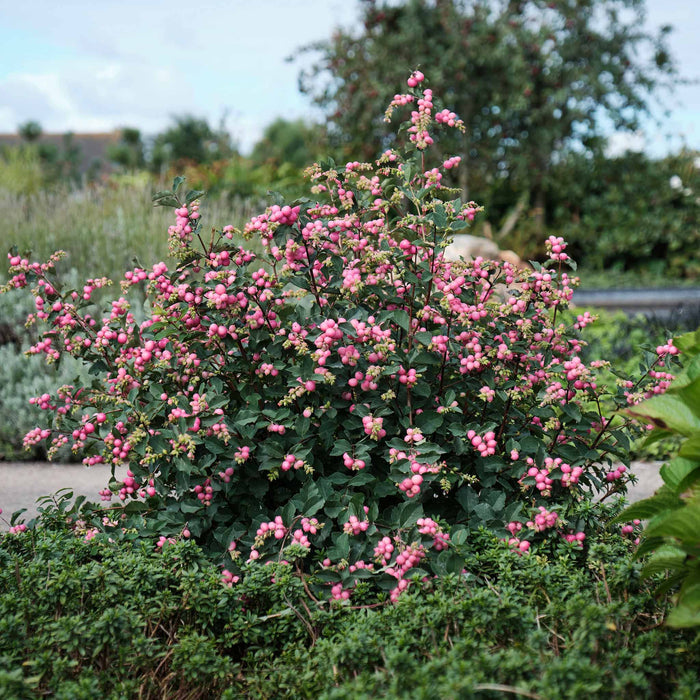 Snowberry 'Magical' Collection
