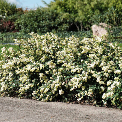 Snowberry 'Magical' Collection