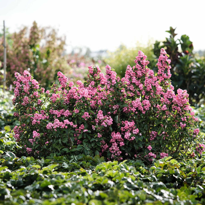 Snowberry 'Magical' Collection