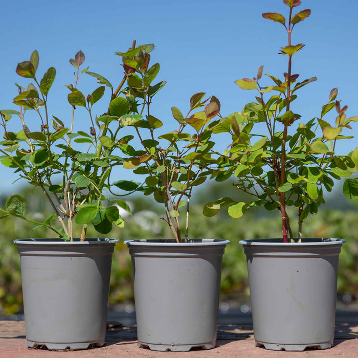 Snowberry 'Magical' Collection