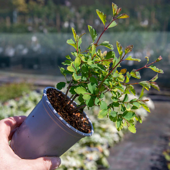 Snowberry 'Magical' Collection