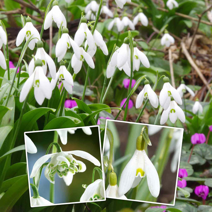 White Snowdrop flowers growing in winter with close-up insets of a single and double flowerhead set against a natural background.