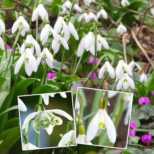 White Snowdrop flowers growing in winter with close-up insets of a single and double flowerhead set against a natural background.