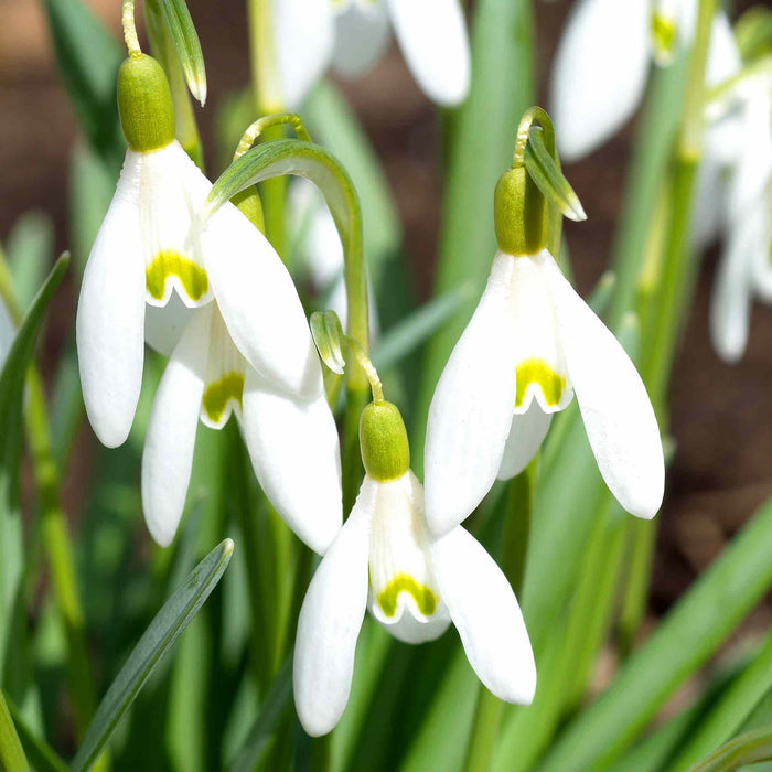 Close-up of single white snowdrop flowers with green stems and leaves basking in winter sun.