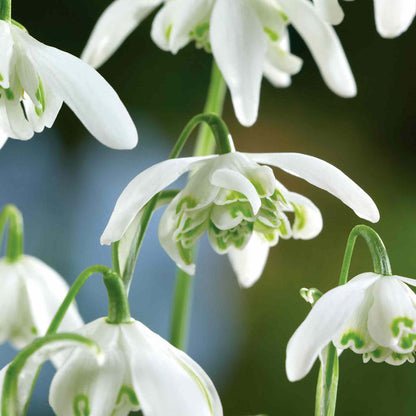 Close-up of double white snowdrop flowers with green centres against a blurred natural background.