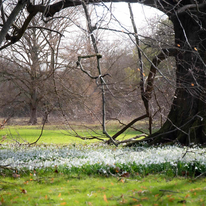 Masses of Snowdrops growing in a park with trees and grass.