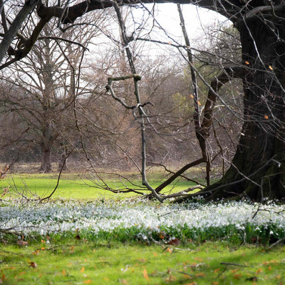 Masses of Snowdrops growing in a park with trees and grass.