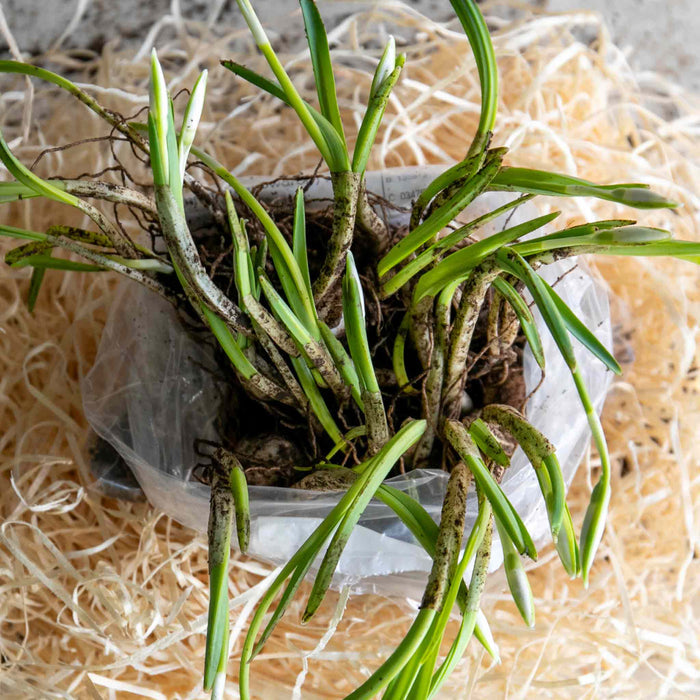 Bulbs in the green, freshly lifted with healthy green shoots as supplied by Marshalls Garden.