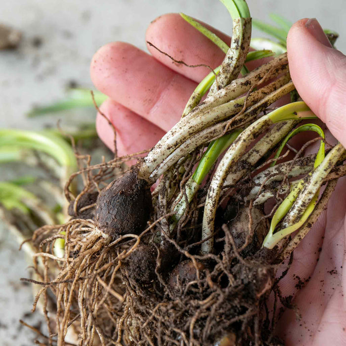Hand holding healthy bulbs in the green with visible roots and soil.