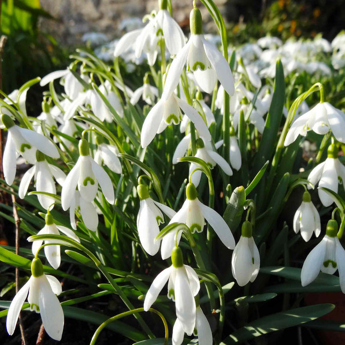 White Snowdrop flowers growing in glorious winter sun, forming clumps with dainty heads and foliage.