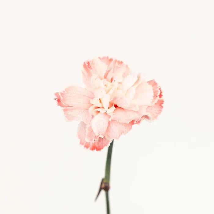 Red Dyed Carnation Flowers Stem - Image