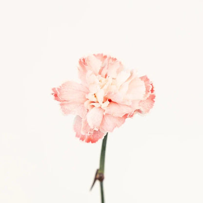 Red Dyed Carnation Flowers Stem - Image