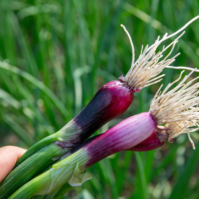 Spring Onion 'Lilia'