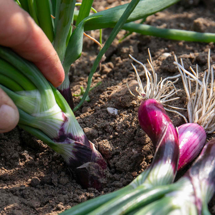 Spring Onion 'Lilia'