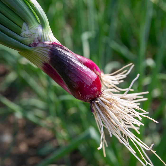 Spring Onion 'Lilia'