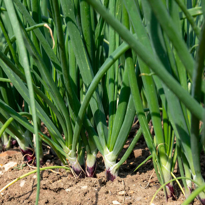 Spring Onion 'Lilia'
