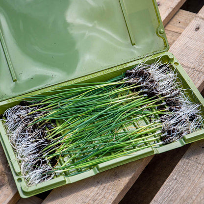 Spring Onion 'Lilia'