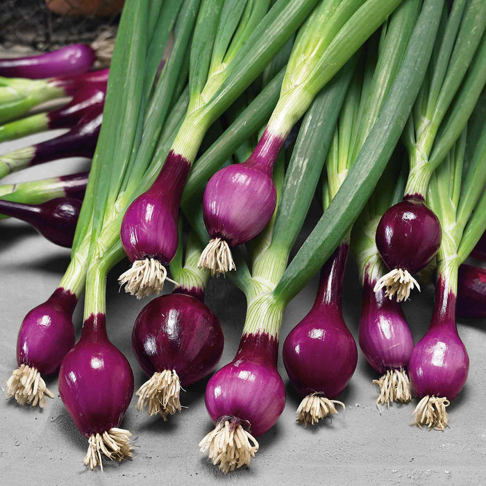Spring Onion 'Lilia'