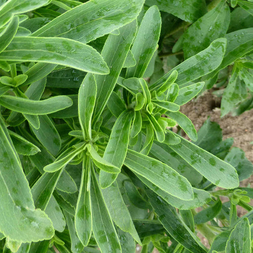 Stevia Plant