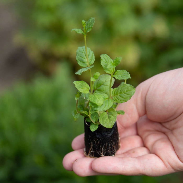 Stevia Plant