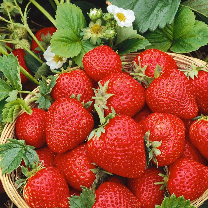 Strawberry 'Cambridge Favourite'