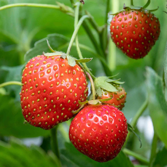 Strawberry 'Cambridge Favourite'