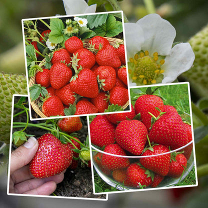 Strawberry 'Long Cropping' Collection