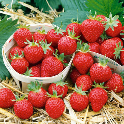 Strawberry 'Mara De Bois'