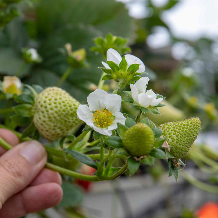 Strawberry 'Mara De Bois'