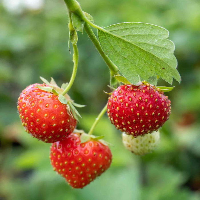 Strawberry 'Mara De Bois'