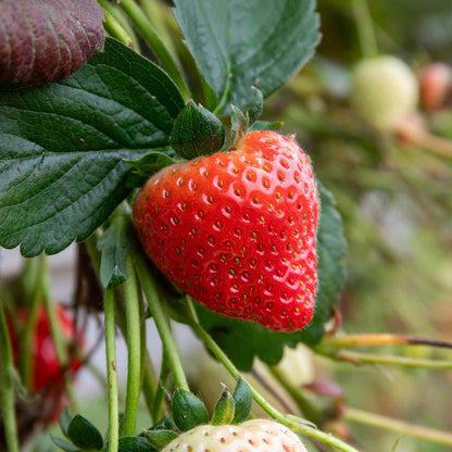 Strawberry 'Royal Sovereign'