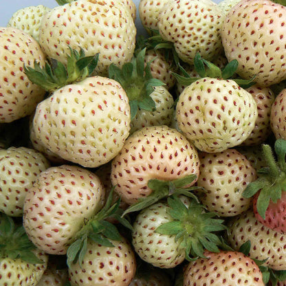 Strawberry 'Snow White'
