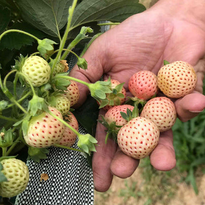 Strawberry 'Snow White'