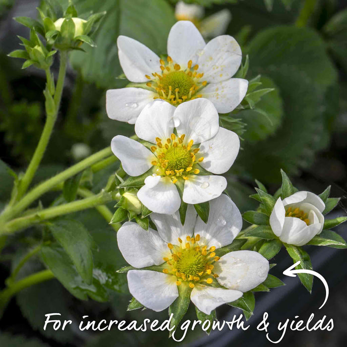Strawberry 'Snow White'