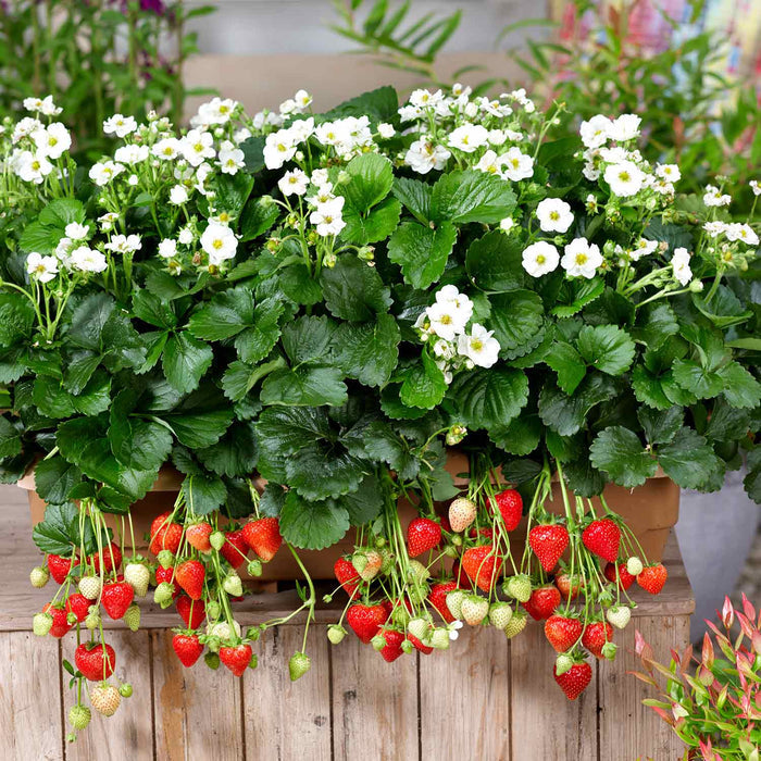 Strawberry 'Summer Breeze Snow'