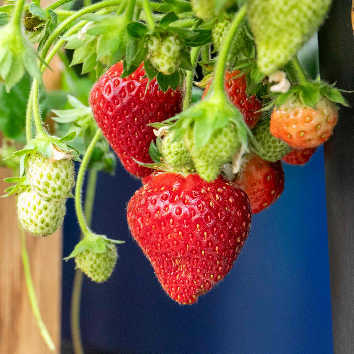 Strawberry 'Summer Breeze Snow'