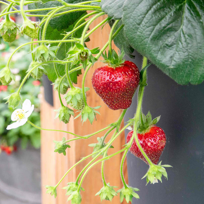 Strawberry 'Summer Breeze Snow'