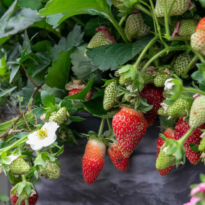 Strawberry 'Summer Breeze Snow'