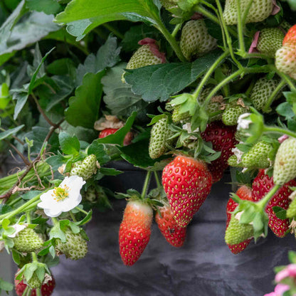 Strawberry 'Summer Breeze Snow'