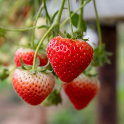 Strawberry 'Sweetheart'