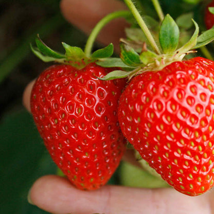 Strawberry 'Sweetheart'