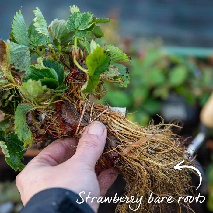Strawberry 'Sweetheart'