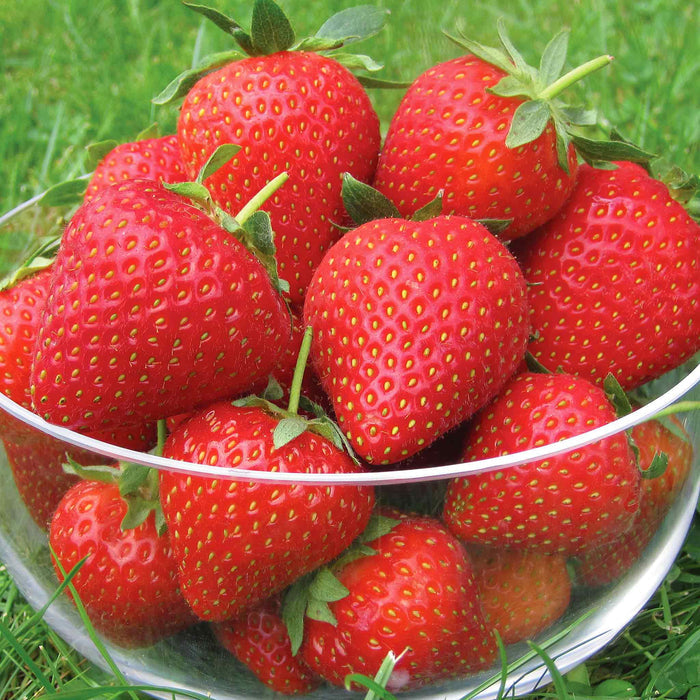 Strawberry 'Vibrant'