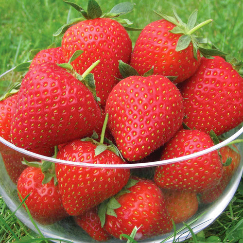 Strawberry 'Vibrant'