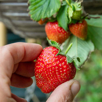 Strawberry 'Vibrant'
