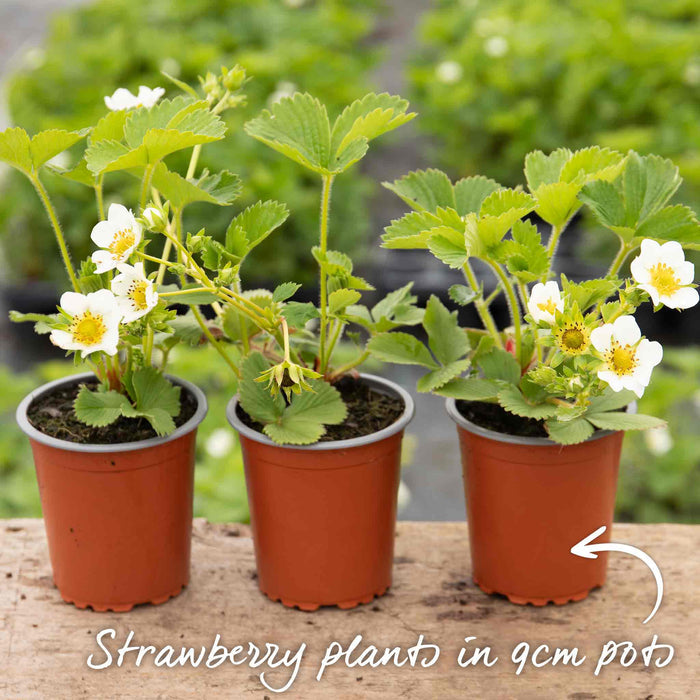 Strawberry 'Vibrant'