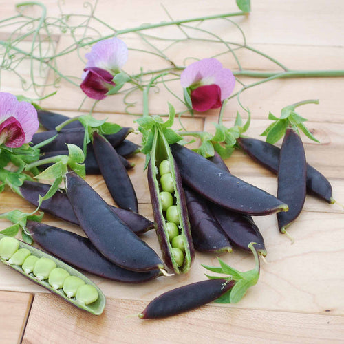 Sugar Snap Pea 'Purple Magnolia'