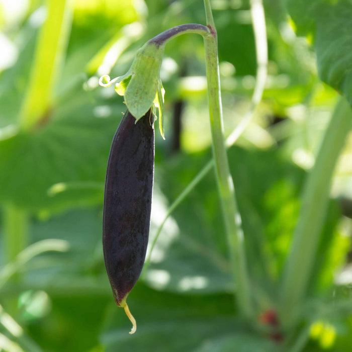 Sugar Snap Pea 'Purple Magnolia'