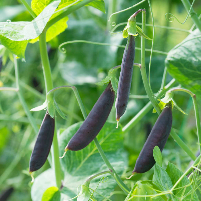 Sugar Snap Pea 'Purple Magnolia'